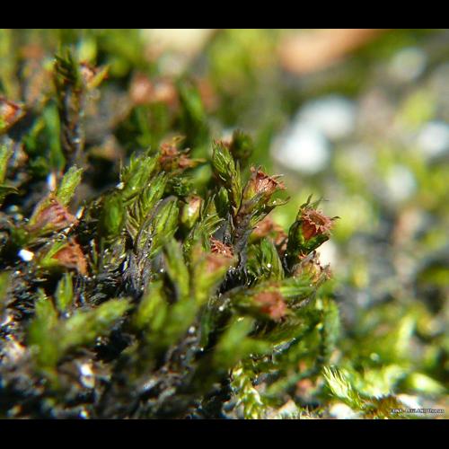 Schistidium apocarpum (Hedw.) Bruch & Schimp. © LEGLAND Thomas