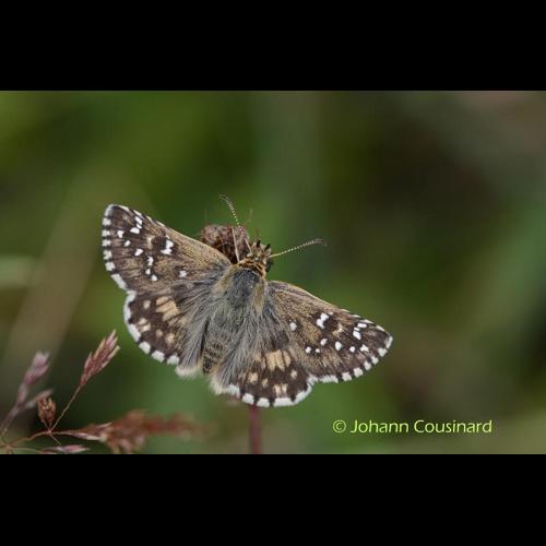 <i>Pyrgus armoricanus</i> (Oberthür, 1910) &copy; Johann Cousinard