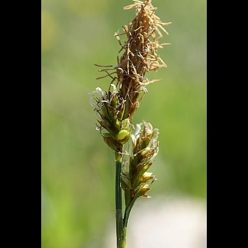 Carex caryophyllea Latourr. © PACHES Gilles