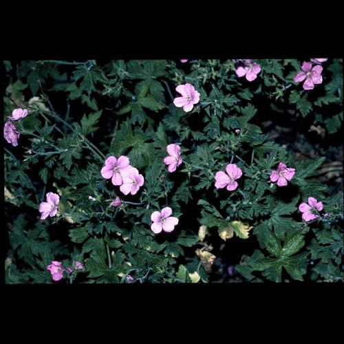 Geranium endressii Gay © DALMAS Jean-Pierre