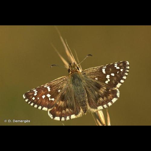 <i>Pyrgus cirsii</i> (Rambur, 1839) © D. Demergès