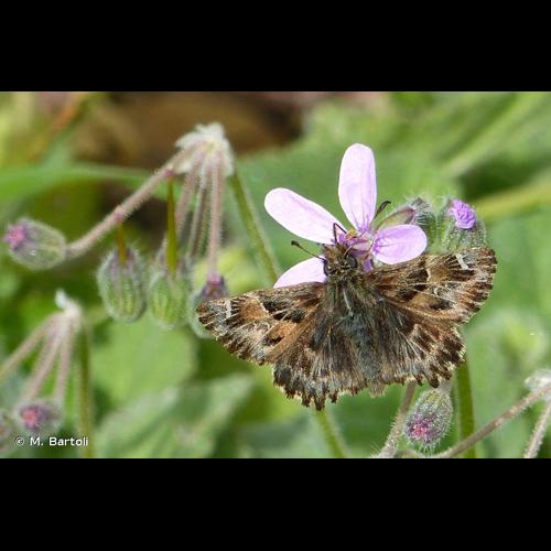 <i>Carcharodus alceae</i> (Esper, 1780) &copy; M. Bartoli