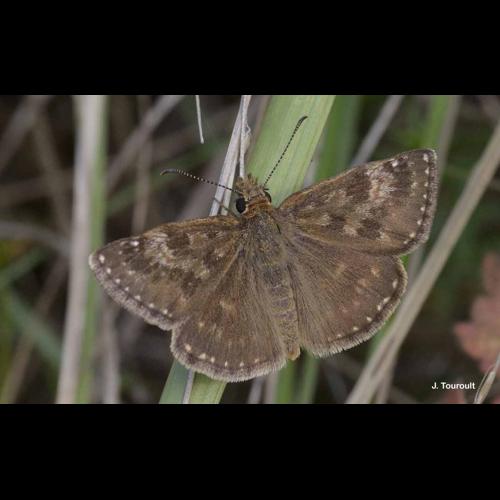 <i>Erynnis tages</i> (Linnaeus, 1758) © J. Touroult