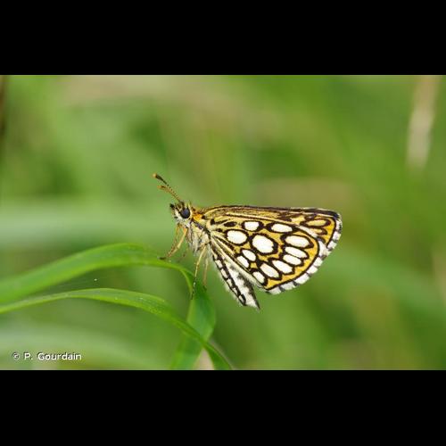 <i>Heteropterus morpheus</i> (Pallas, 1771) &copy; P. Gourdain