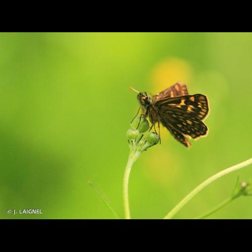 <i>Carterocephalus palaemon</i> (Pallas, 1771) © J. LAIGNEL