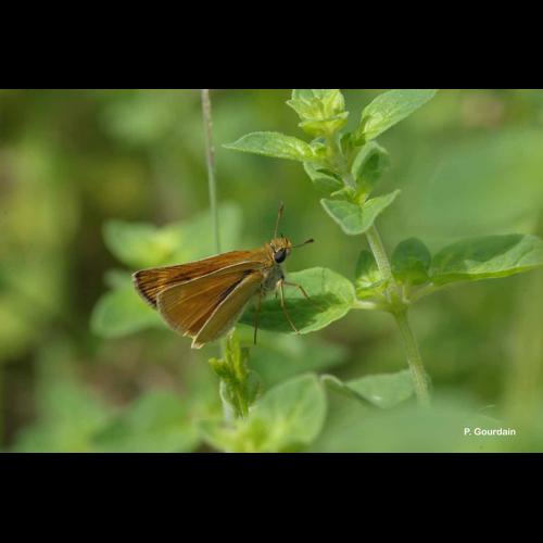 <i>Thymelicus acteon</i> (Rottemburg, 1775) &copy; P. Gourdain