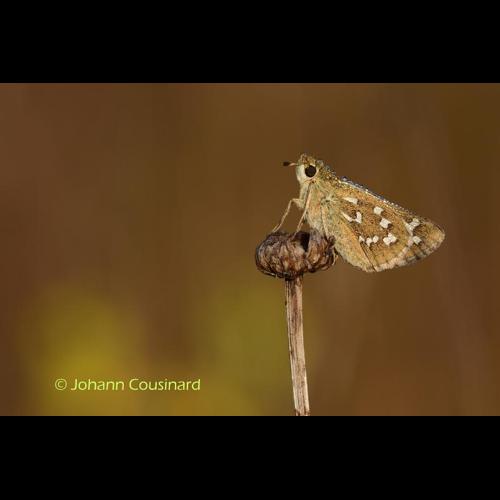 <i>Hesperia comma</i> (Linnaeus, 1758) © Johann Cousinard
