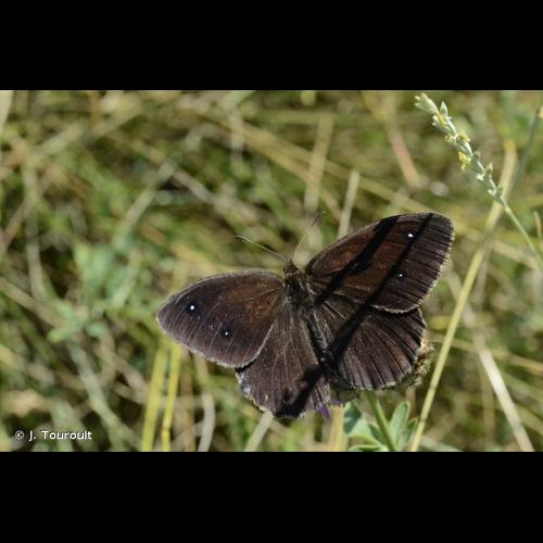 <i>Satyrus ferula</i> (Fabricius, 1793) &copy; J. Touroult