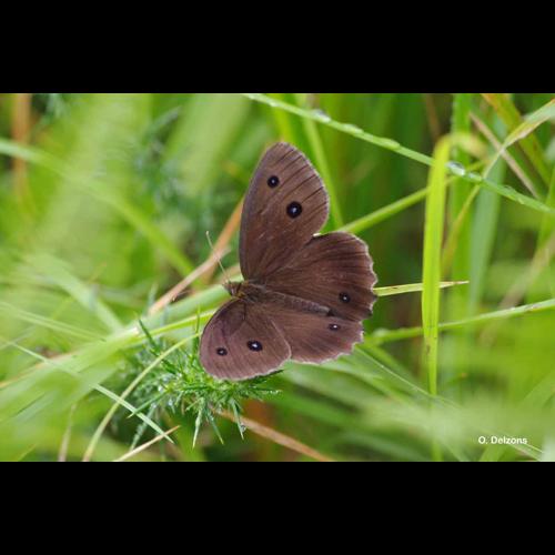 <i>Minois dryas</i> (Scopoli, 1763) &copy; O. Delzons