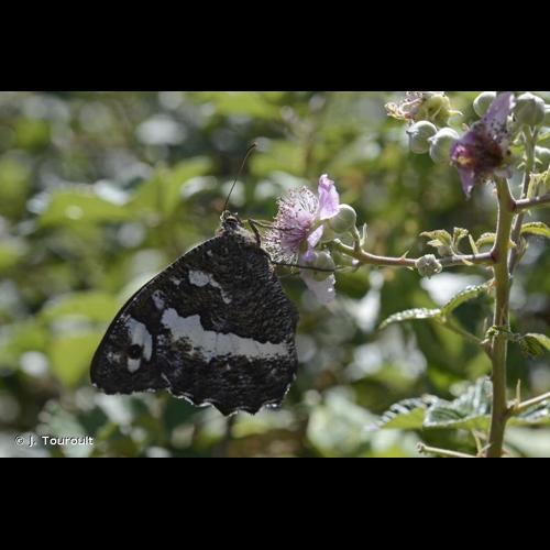 <i>Brintesia circe</i> (Fabricius, 1775) © J. Touroult