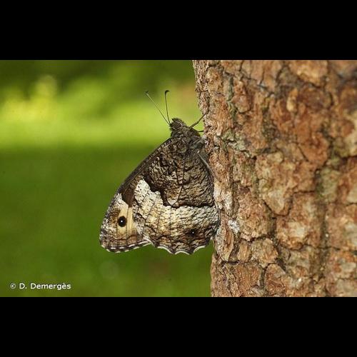 <i>Hipparchia fagi</i> (Scopoli, 1763) &copy; D. Demergès