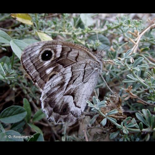 <i>Hipparchia fidia</i> (Linnaeus, 1767) &copy; O. Roquinarc'h