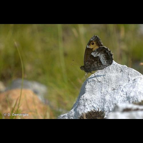 <i>Hipparchia alcyone</i> (Denis & Schiffermüller, 1775) &copy; D. Demergès