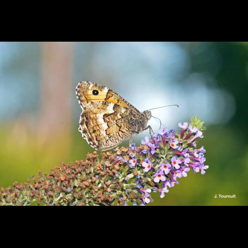 <i>Hipparchia semele</i> (Linnaeus, 1758) &copy; J. Touroult