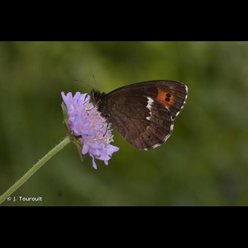 <i>Erebia ligea</i> (Linnaeus, 1758) © J. Touroult
