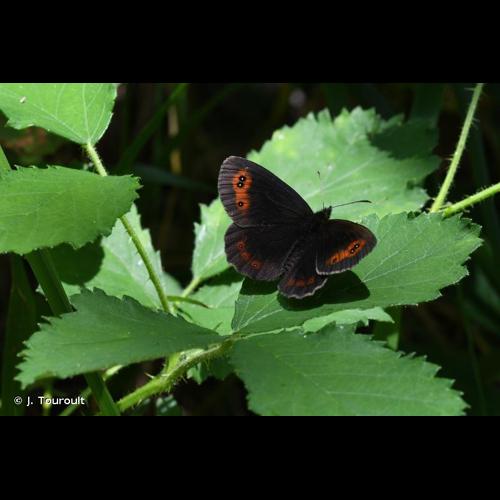 <i>Erebia aethiops</i> (Esper, 1777) © J. Touroult