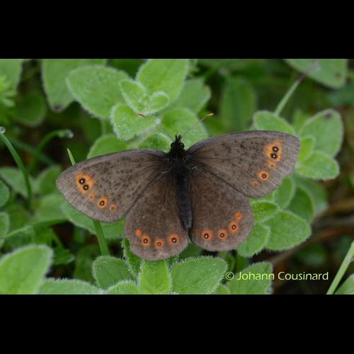 <i>Erebia medusa</i> (Denis & Schiffermüller, 1775) &copy; Johann Cousinard