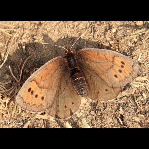 <i>Erebia pandrose</i> (Borkhausen, 1788) © D. Morel