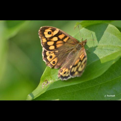 <i>Pararge aegeria</i> (Linnaeus, 1758) © J. Touroult
