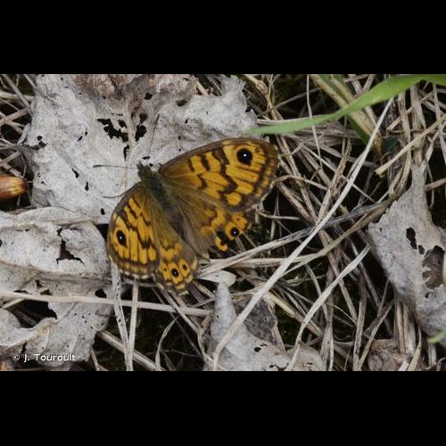 <i>Lasiommata megera</i> (Linnaeus, 1767) © J. Touroult
