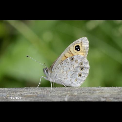 <i>Lasiommata maera</i> (Linnaeus, 1758) &copy; J. Touroult