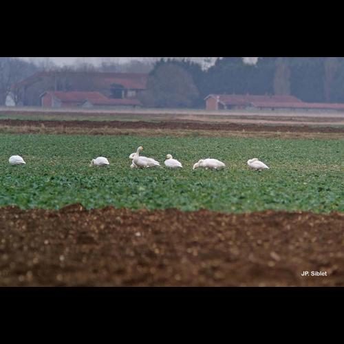 <i>Cygnus columbianus bewickii</i> Yarrell, 1830 © J.P. Siblet