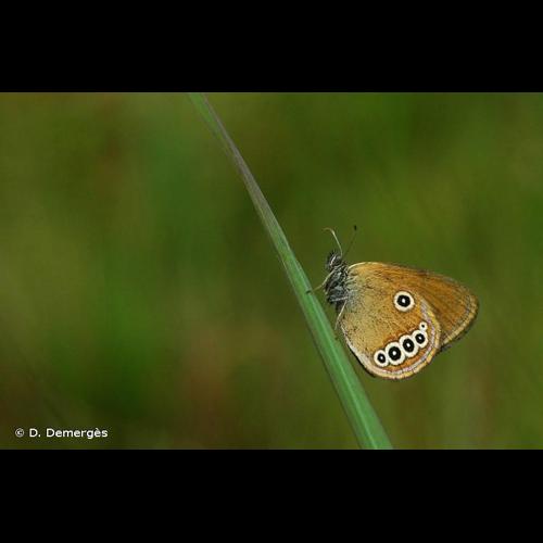 <i>Coenonympha oedippus</i> (Fabricius, 1787) © D. Demergès