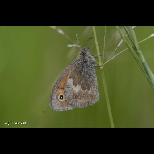 <i>Coenonympha pamphilus</i> (Linnaeus, 1758) &copy; J. Touroult
