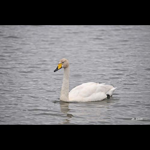 <i>Cygnus cygnus</i> (Linnaeus, 1758) © J.P. Siblet