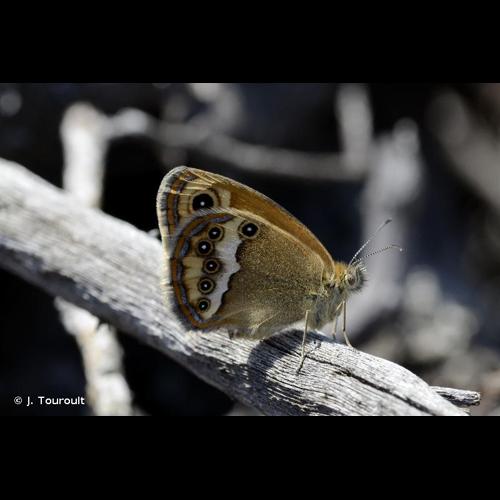 <i>Coenonympha dorus</i> (Esper, 1782) © J. Touroult