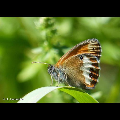 <i>Coenonympha arcania</i> (Linnaeus, 1761) © A. Lacoeuilhe