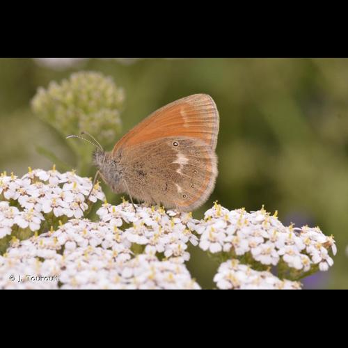 <i>Coenonympha glycerion</i> (Borkhausen, 1788) © J. Touroult