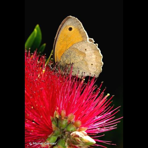 <i>Maniola jurtina</i> (Linnaeus, 1758) © Michel Garnier