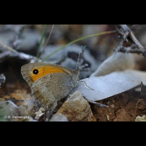 <i>Hyponephele lycaon</i> (Rottemburg, 1775) &copy; D. Demergès