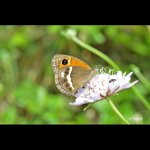 <i>Pyronia bathseba</i> (Fabricius, 1793) © J. Touroult