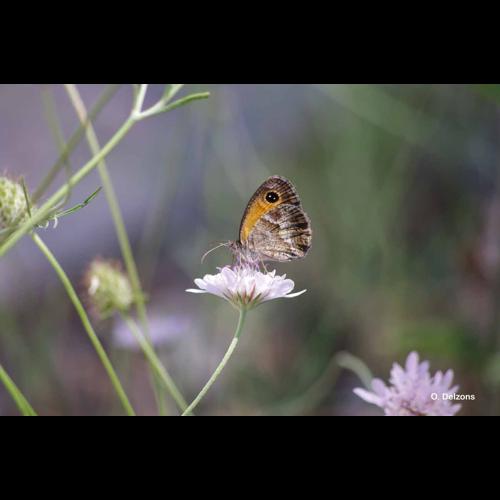 <i>Pyronia cecilia</i> (Vallantin, 1894) &copy; O. Delzons