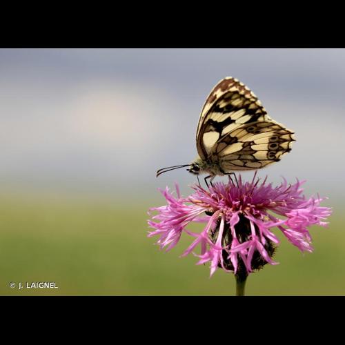<i>Melanargia galathea</i> (Linnaeus, 1758) © J. LAIGNEL