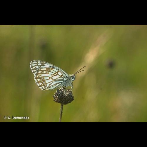 <i>Melanargia occitanica</i> (Esper, 1793) © D. Demergès
