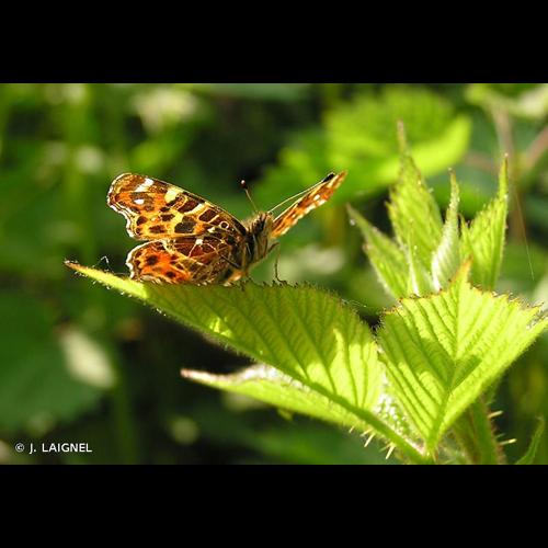 <i>Araschnia levana</i> (Linnaeus, 1758) © J. LAIGNEL