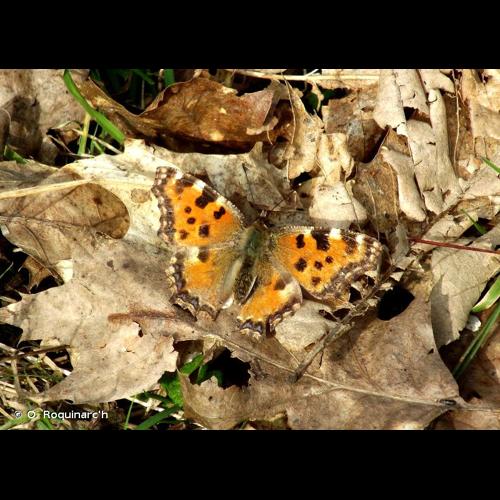<i>Nymphalis polychloros</i> (Linnaeus, 1758) © O. Roquinarc'h