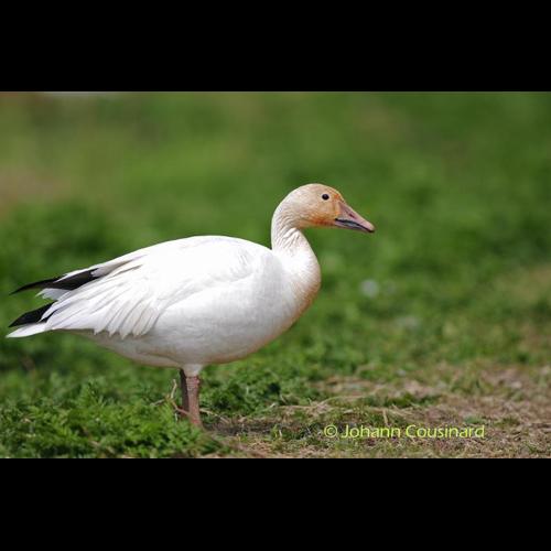 <i>Anser caerulescens</i> (Linnaeus, 1758) © Johann Cousinard