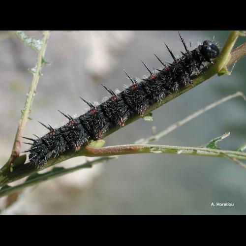 <i>Nymphalis antiopa</i> (Linnaeus, 1758) &copy; A. Horellou