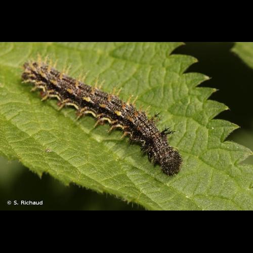 <i>Vanessa atalanta</i> (Linnaeus, 1758) © S. Richaud