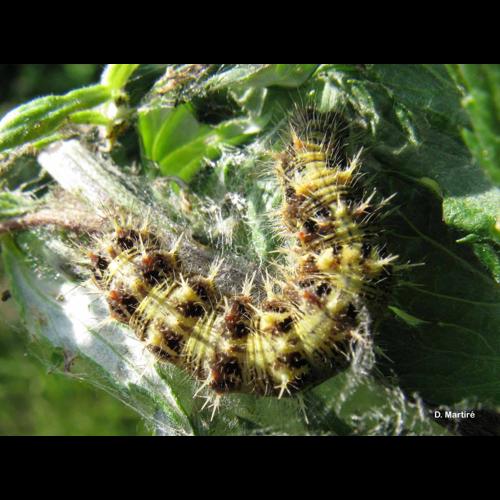 <i>Vanessa cardui</i> (Linnaeus, 1758) © D. Martiré