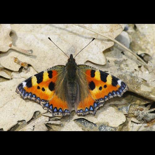 <i>Aglais urticae</i> (Linnaeus, 1758) © J. Thévenot