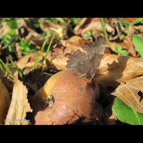 <i>Polygonia c-album</i> (Linnaeus, 1758) © C. Lenormand