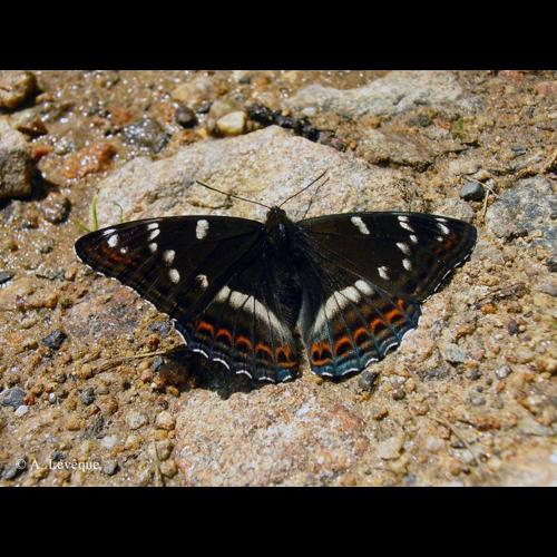 <i>Limenitis populi</i> (Linnaeus, 1758) &copy; A. Lévêque