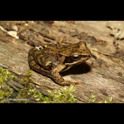 <i>Rana temporaria temporaria</i> Linnaeus, 1758 © J.-C. de Massary