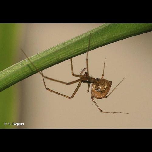 <i>Floronia bucculenta</i> (Clerck, 1758) © S. Déjean