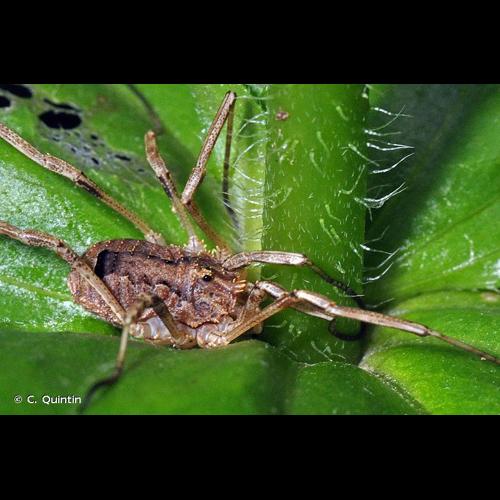 <i>Odiellus spinosus</i> (Bosc, 1792) © C. Quintin